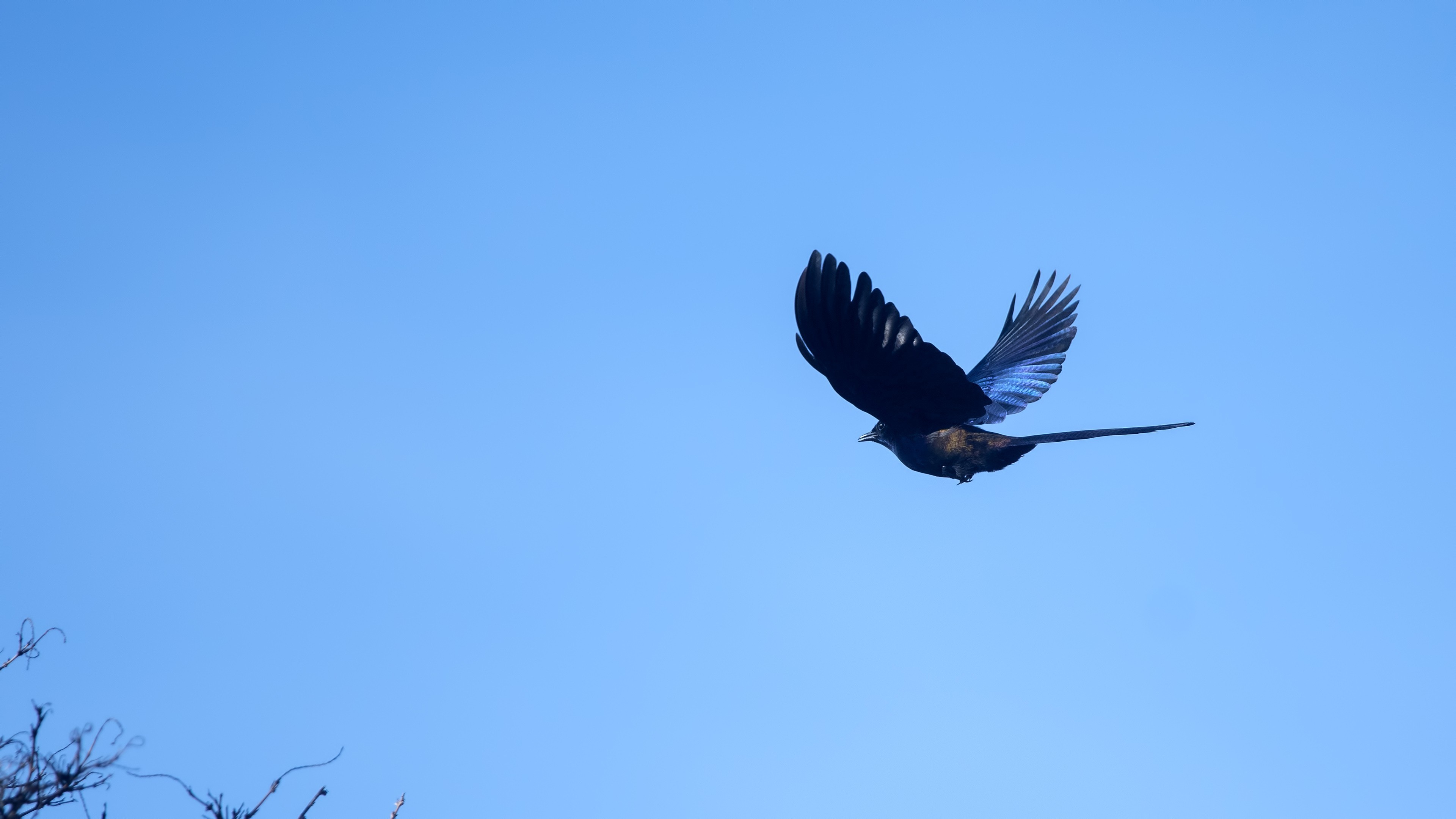Meves's Long-tailed Starling — Ana fotoğraf