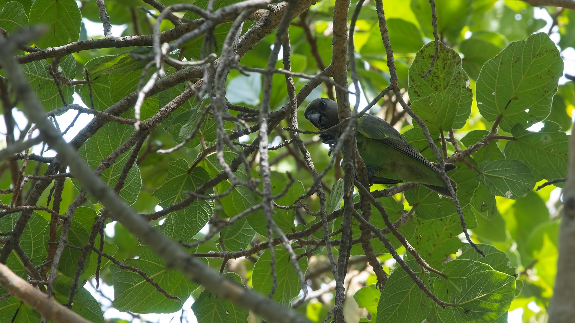 Brown Parrot — Ana fotoğraf