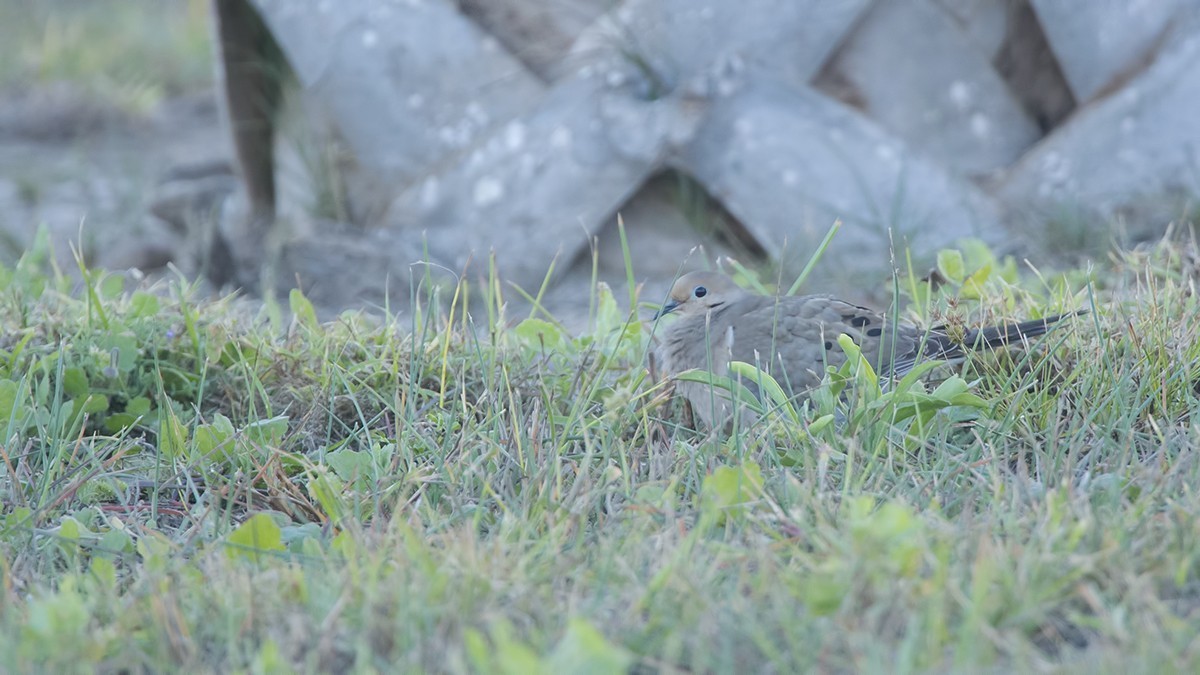 Mourning Dove