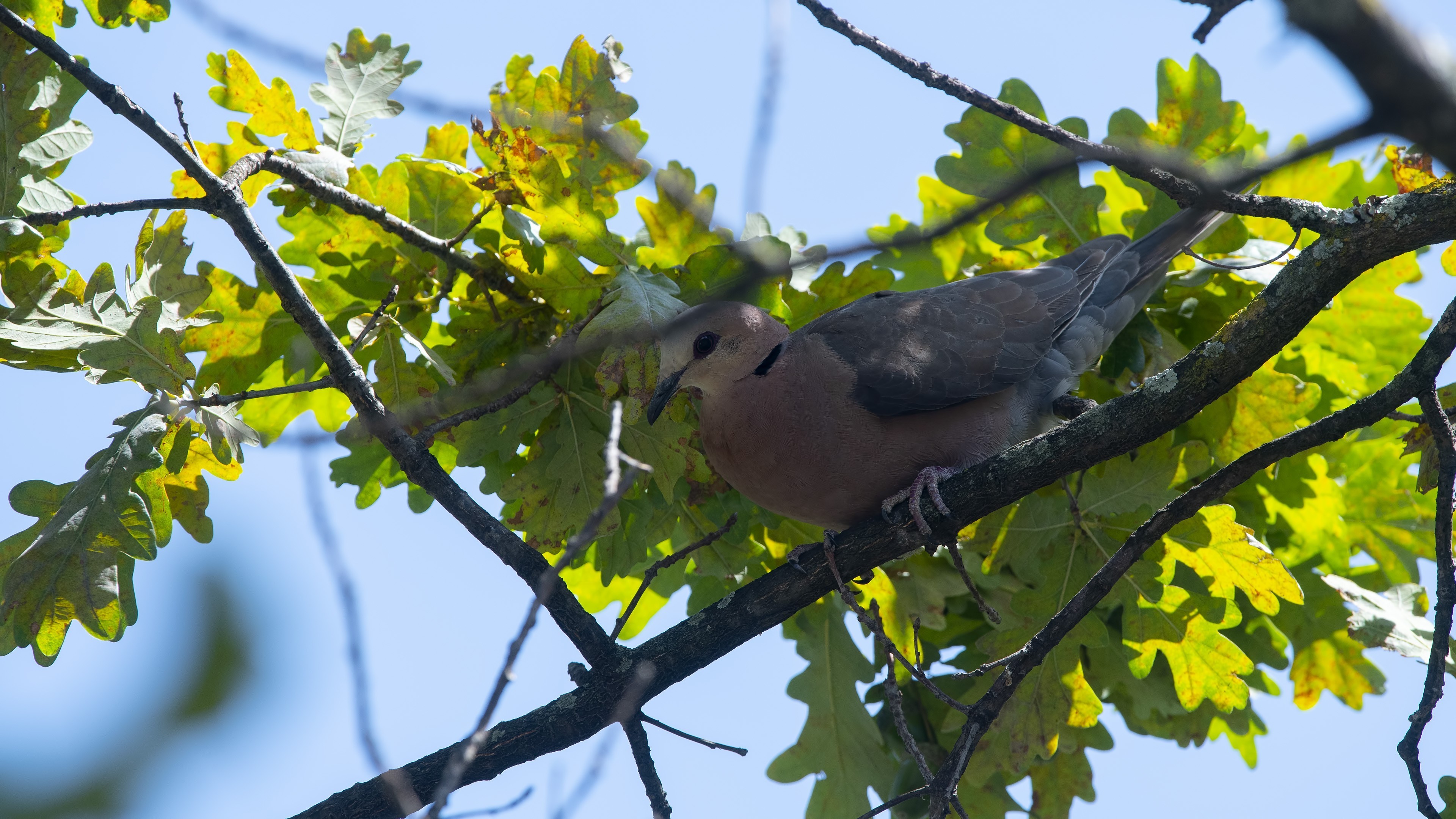 Mourning Collared-dove — Ana fotoğraf