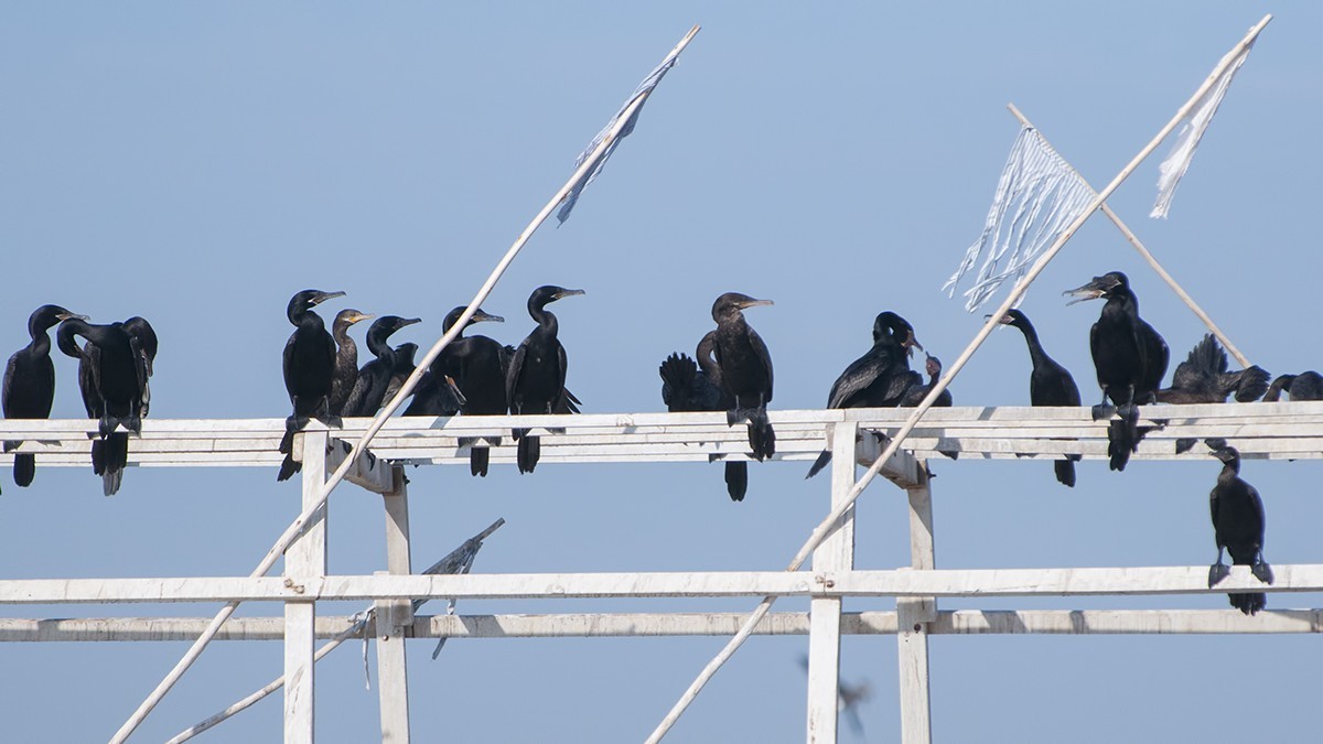 Neotropical Cormorant