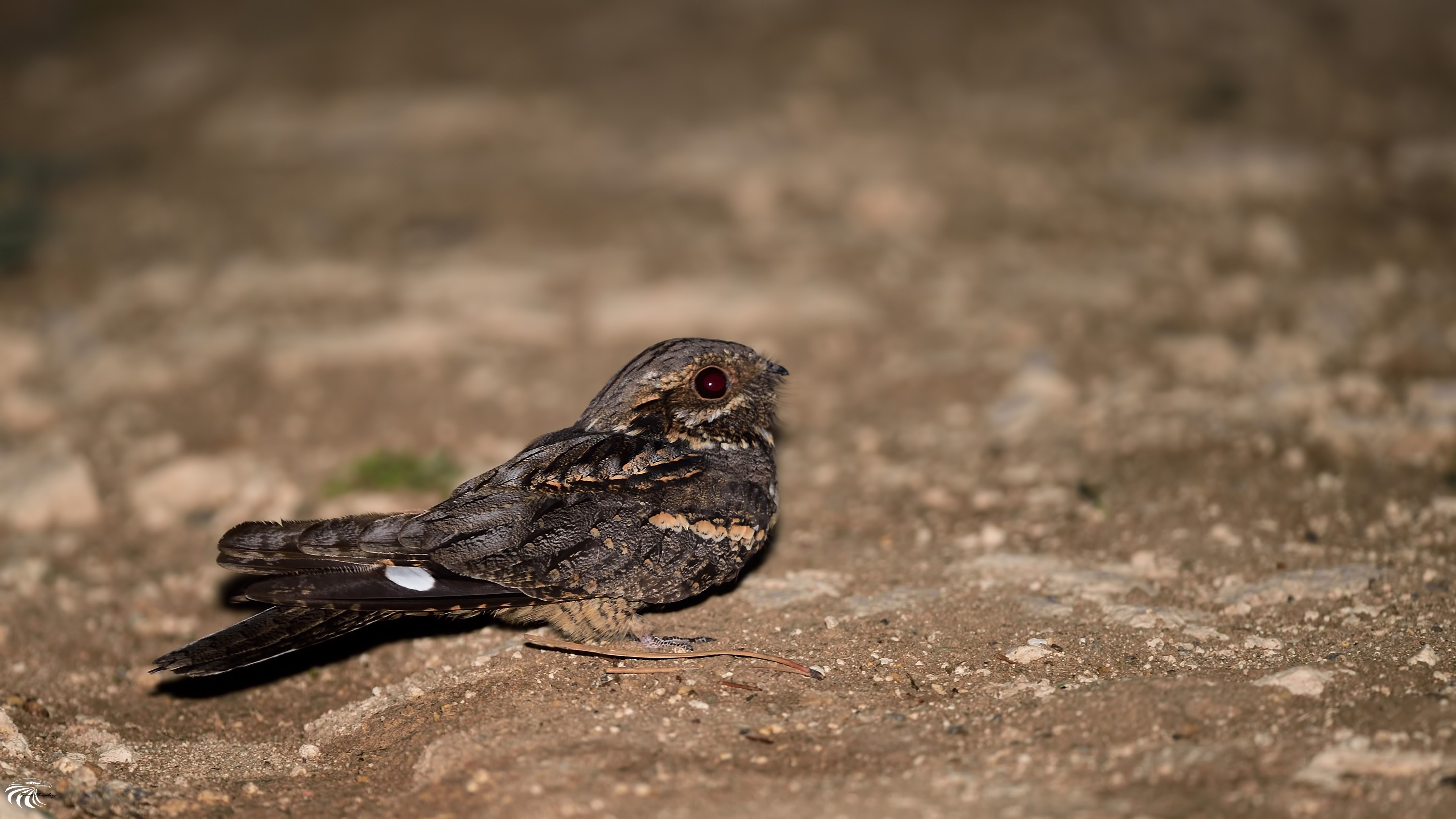 European Nightjar — Ana fotoğraf