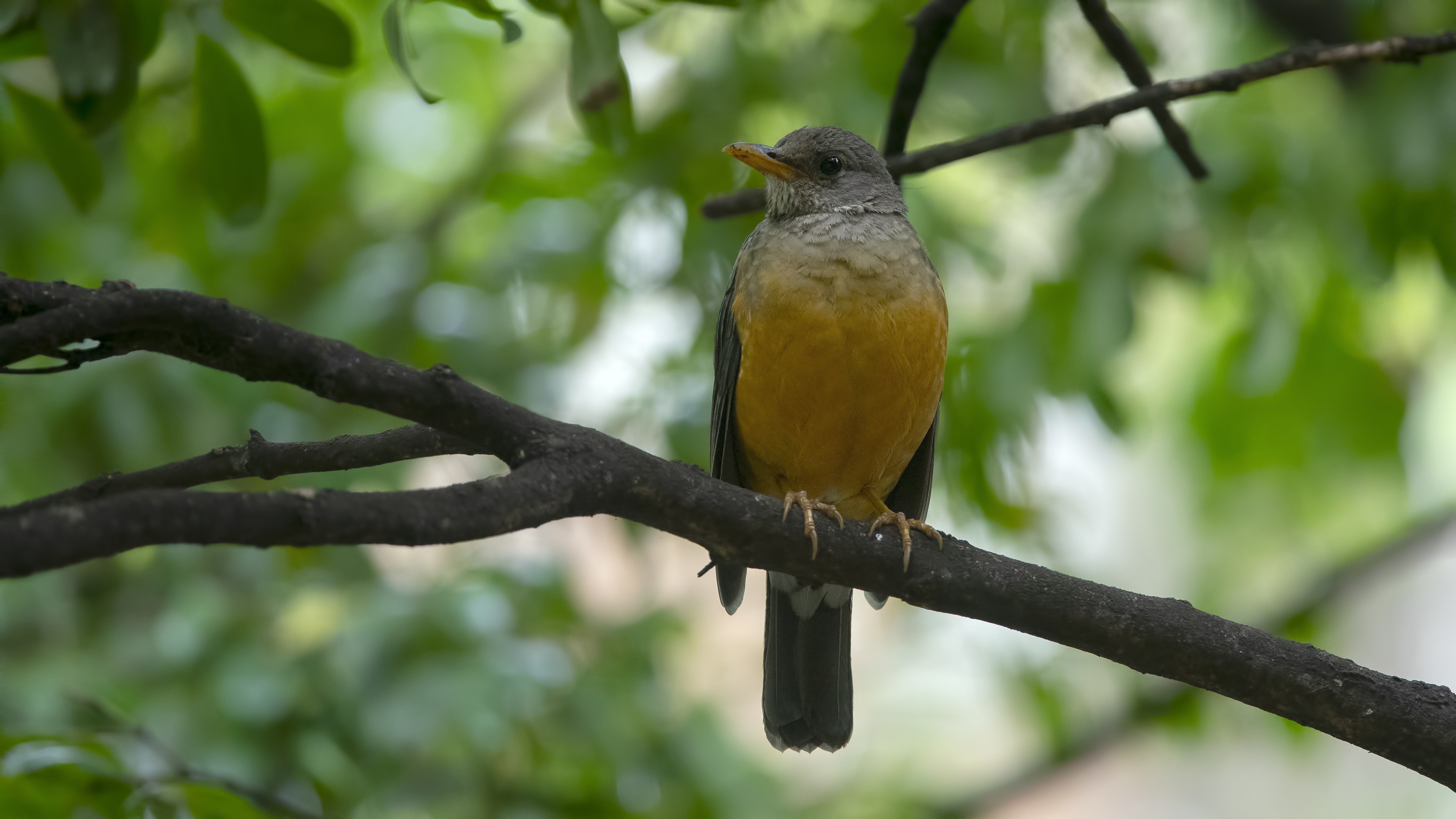 Olive Thrush — Ana fotoğraf