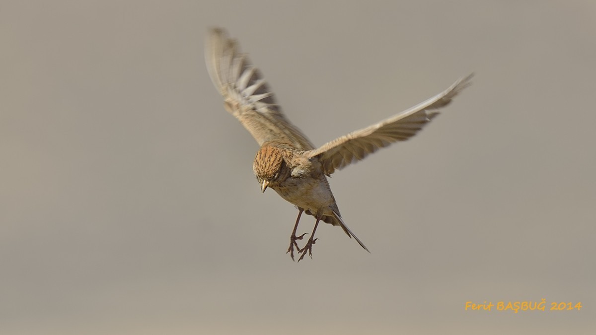 Lesser Short-toed Lark