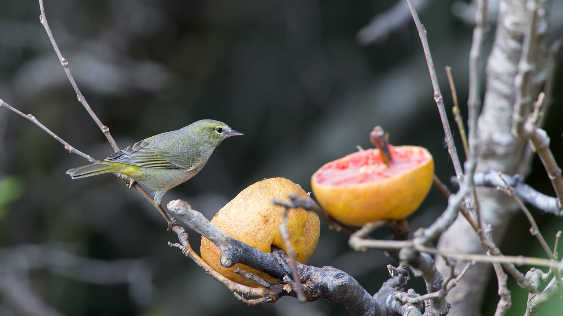 Orange-crowned Warbler