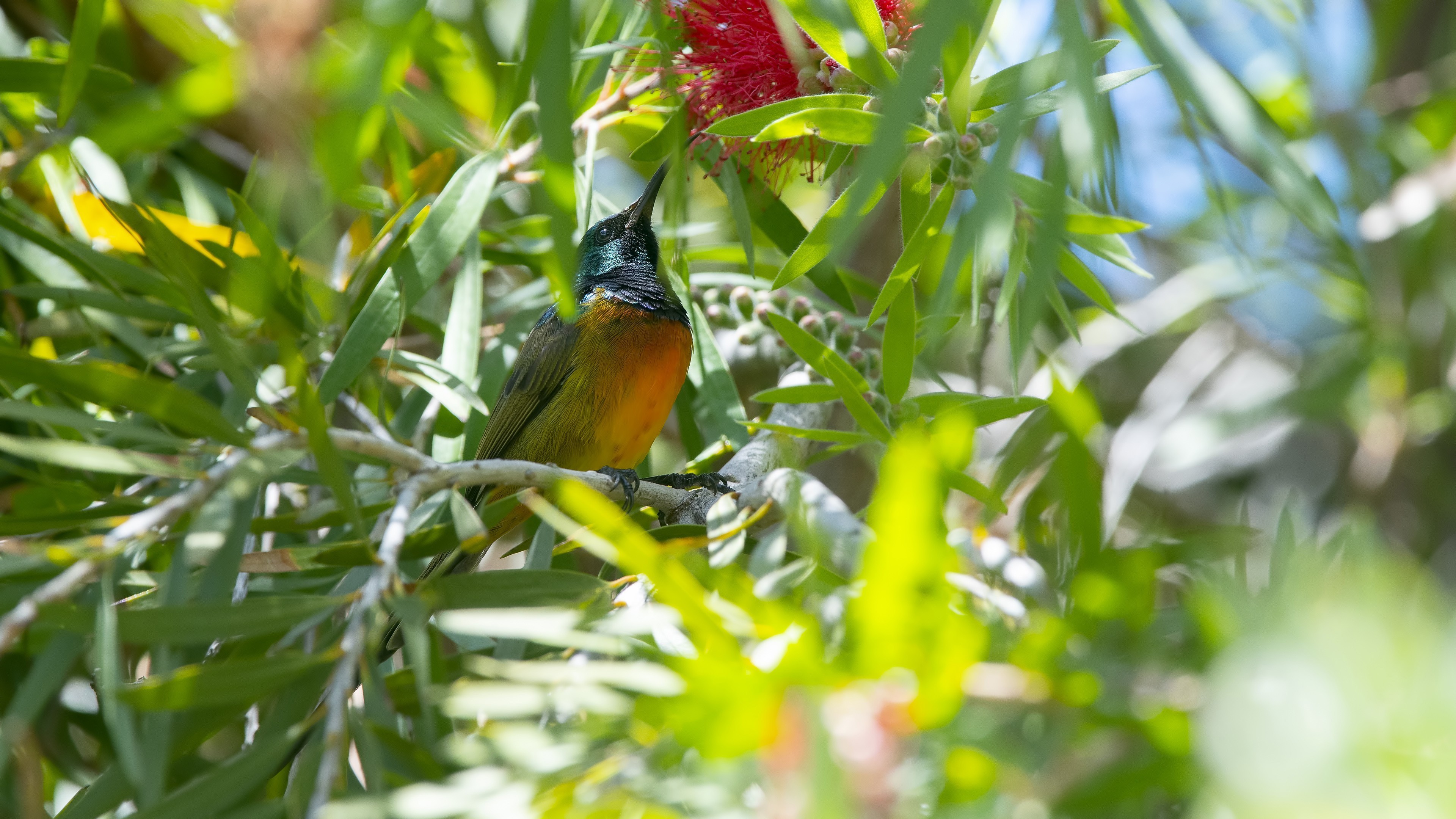 Orange-breasted Sunbird — Ana fotoğraf