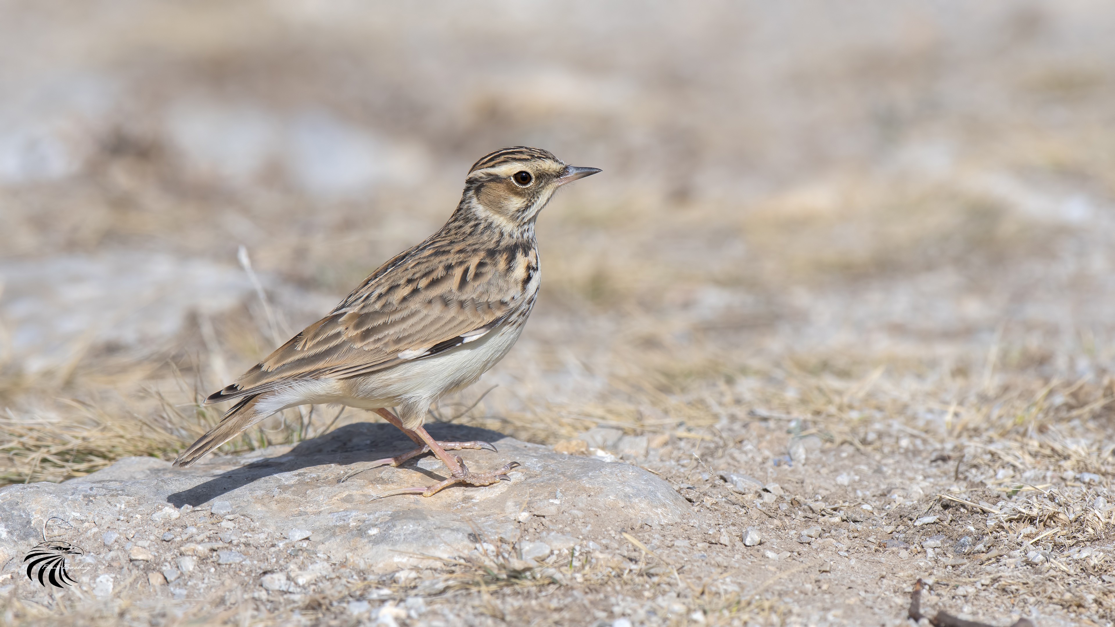 Woodlark