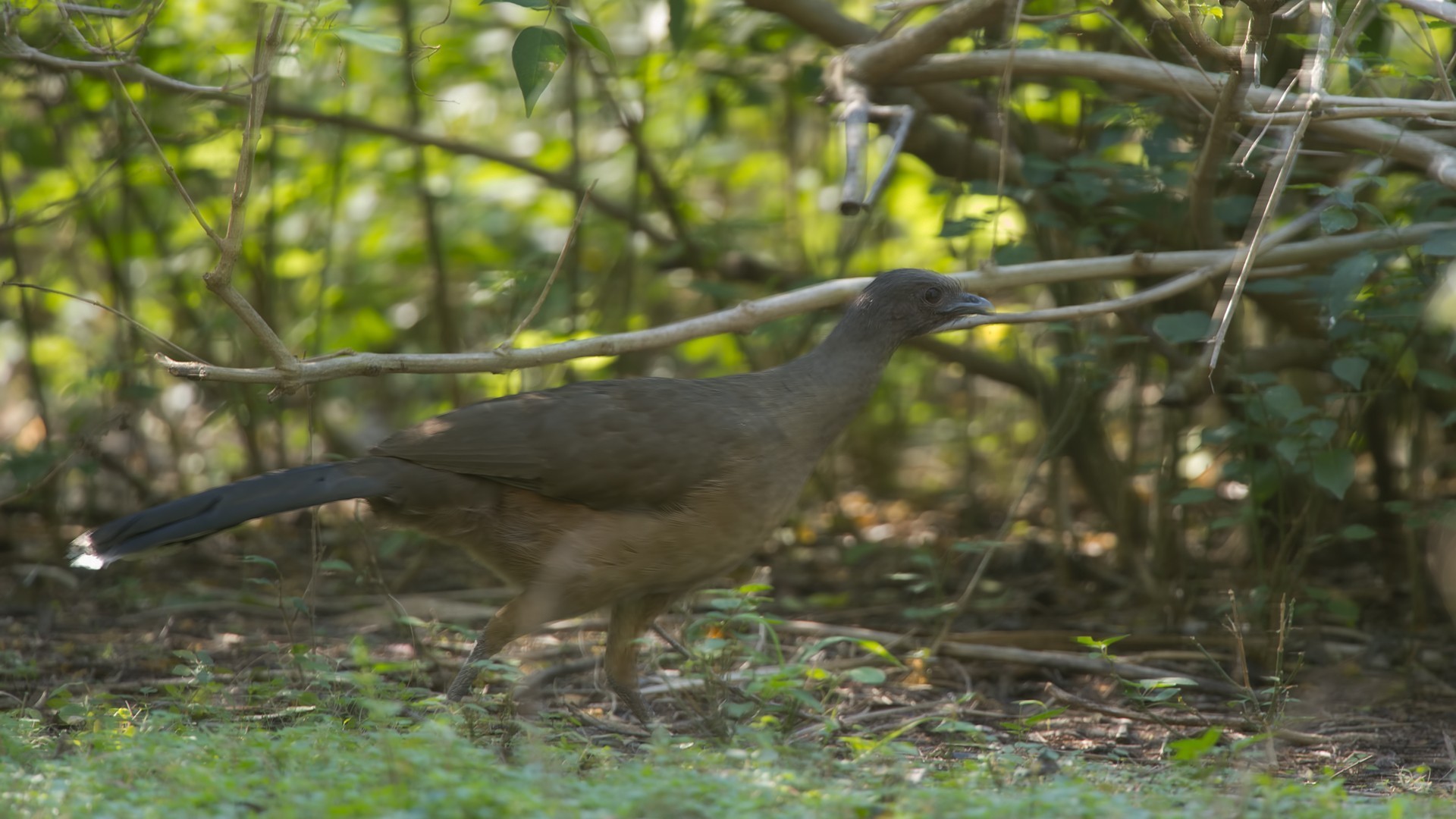 Plain Chachalaca