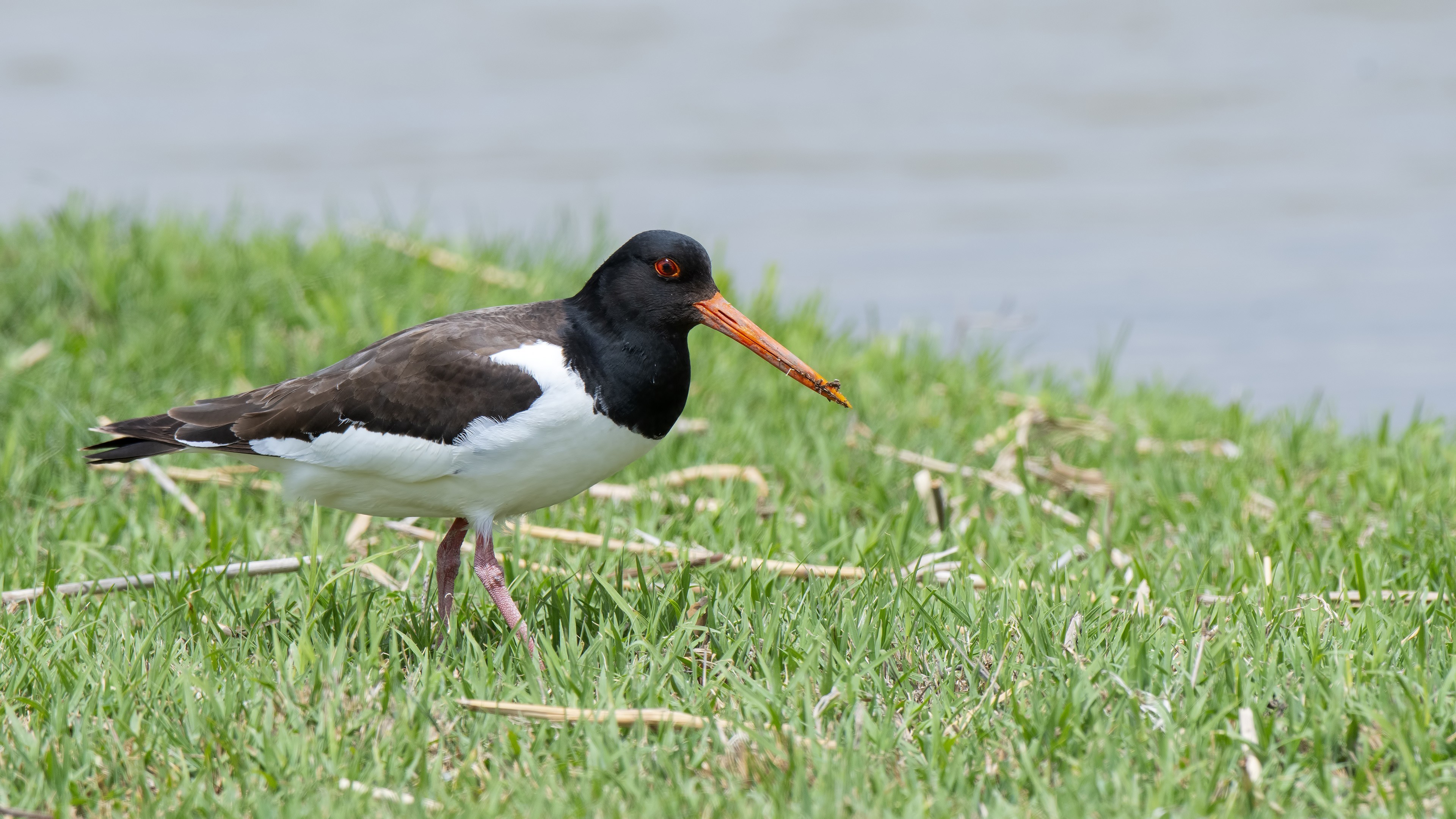 Eurasian Oystercatcher