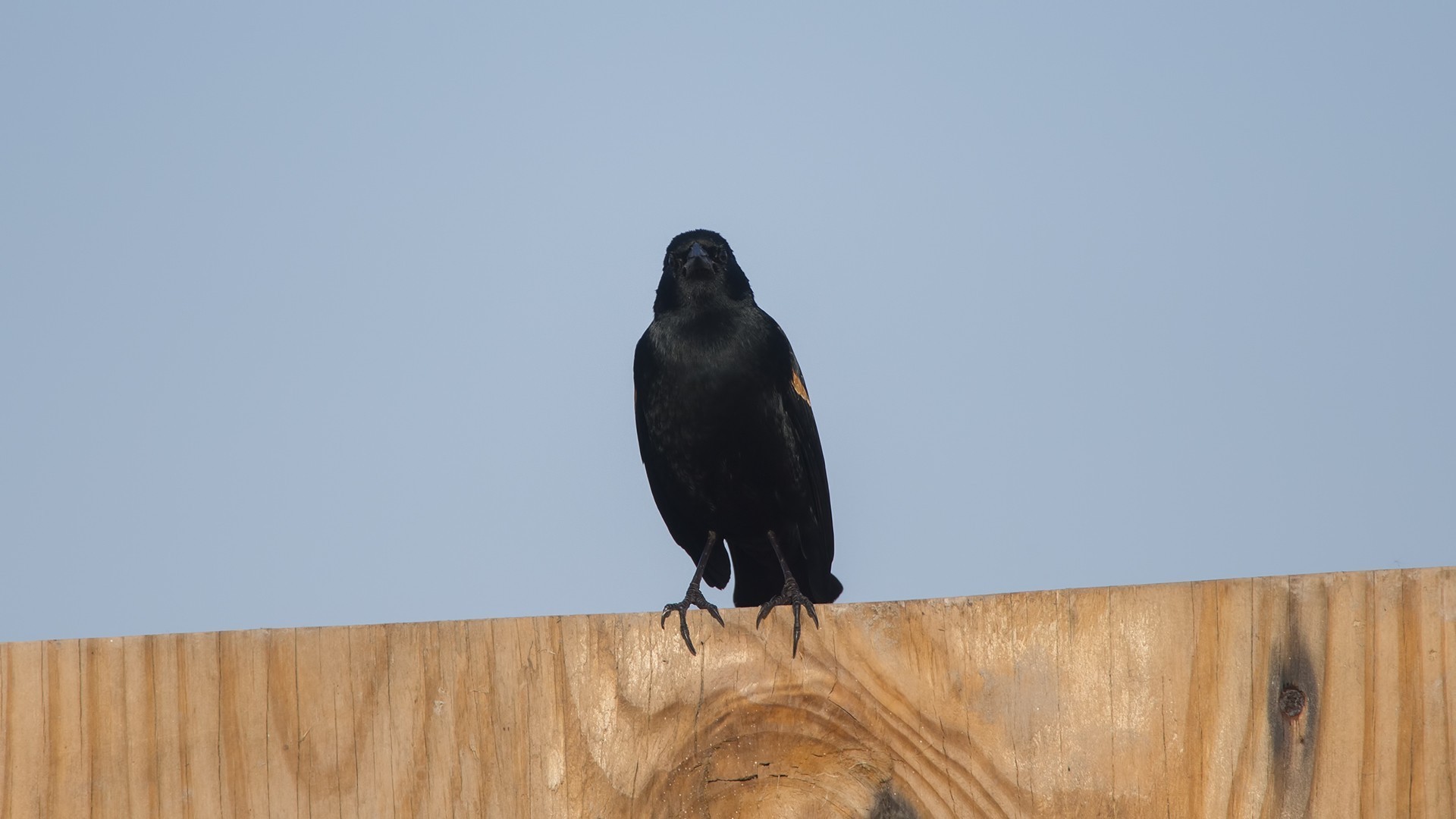 Red-winged Blackbird