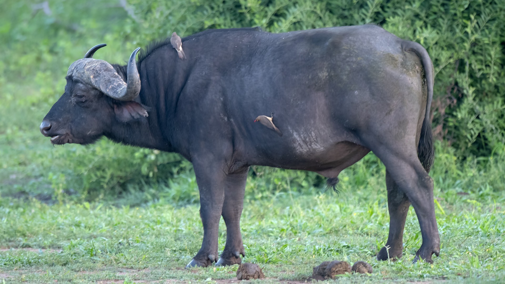 Red-billed Oxpecker — Ana fotoğraf