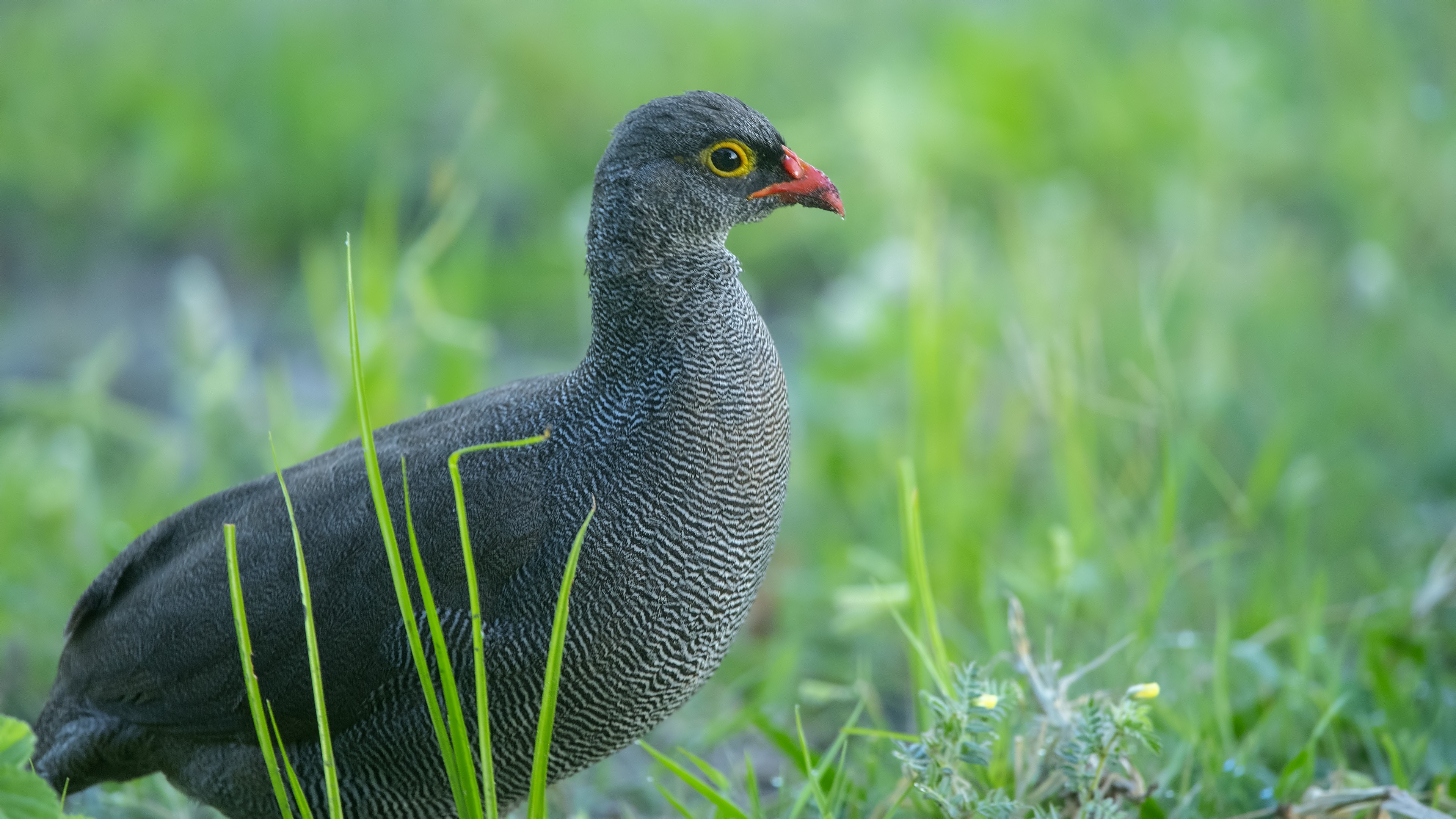 Red-billed Francolin — Ana fotoğraf