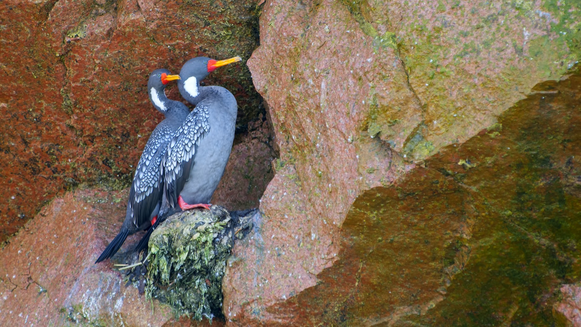 Red-legged Cormorant