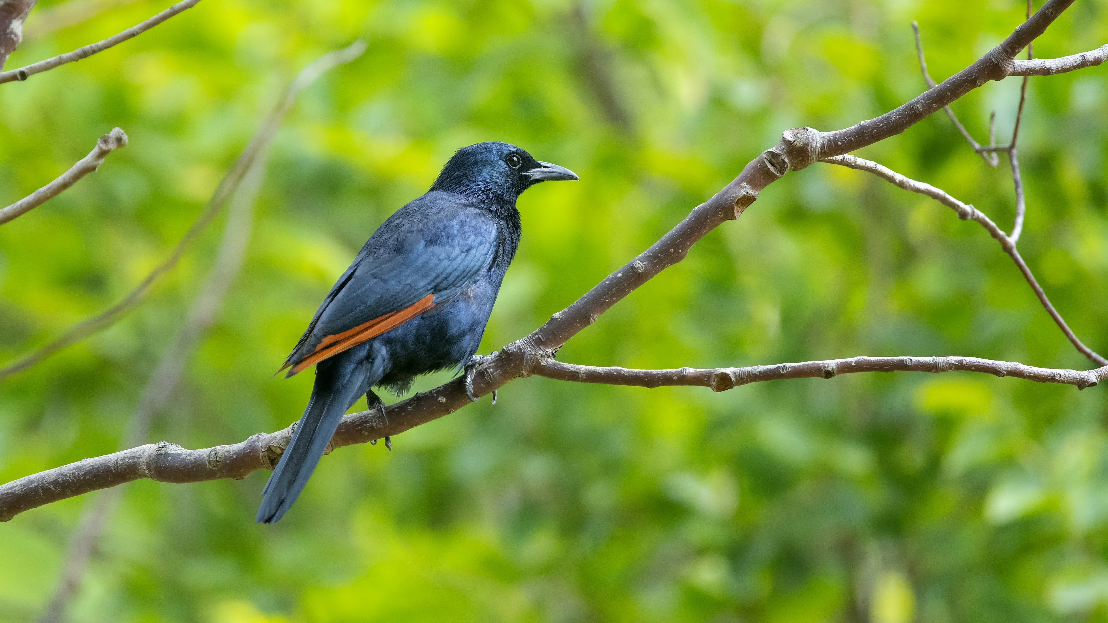 Red-winged Starling