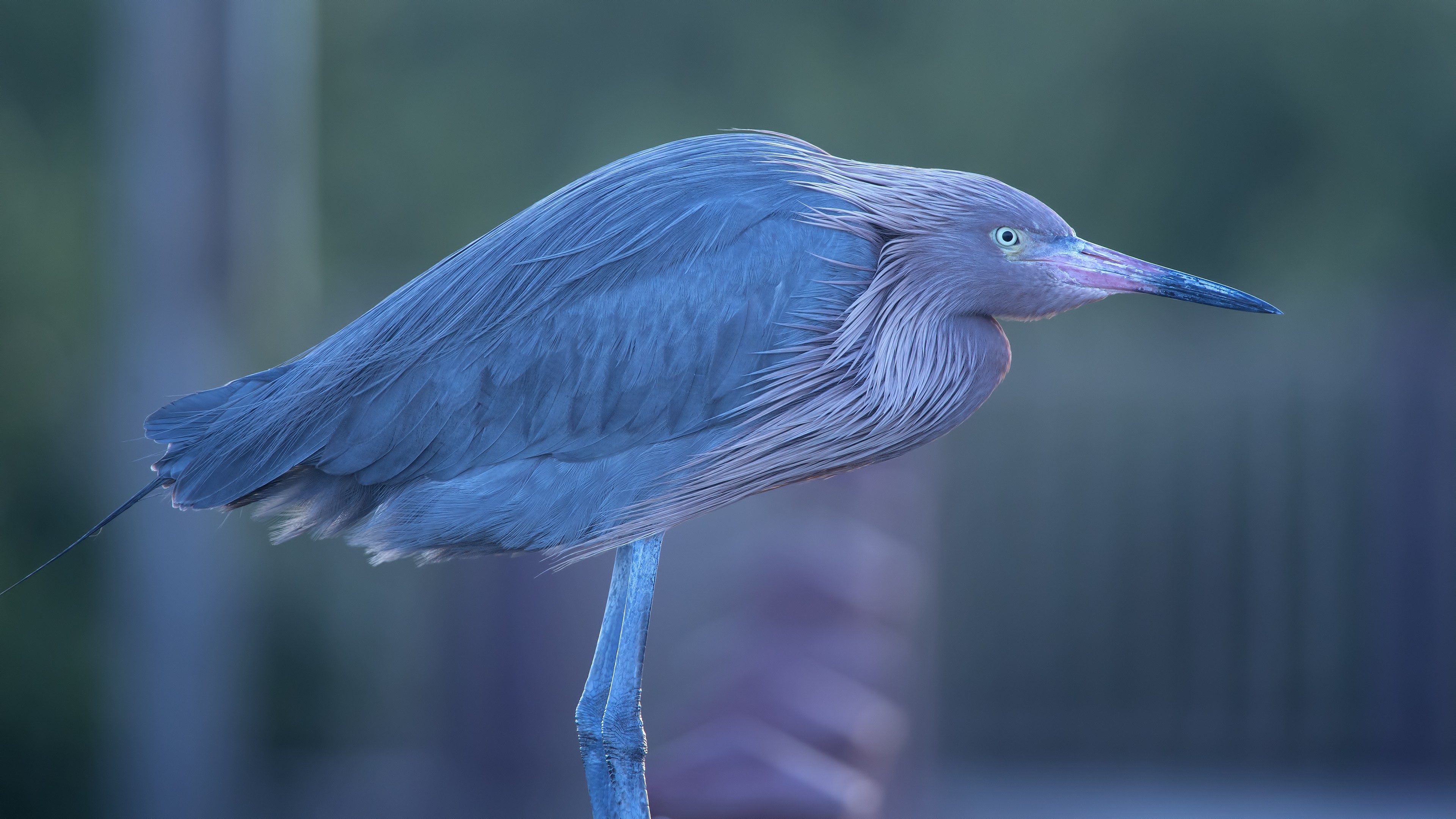 Reddish Egret — Ana fotoğraf