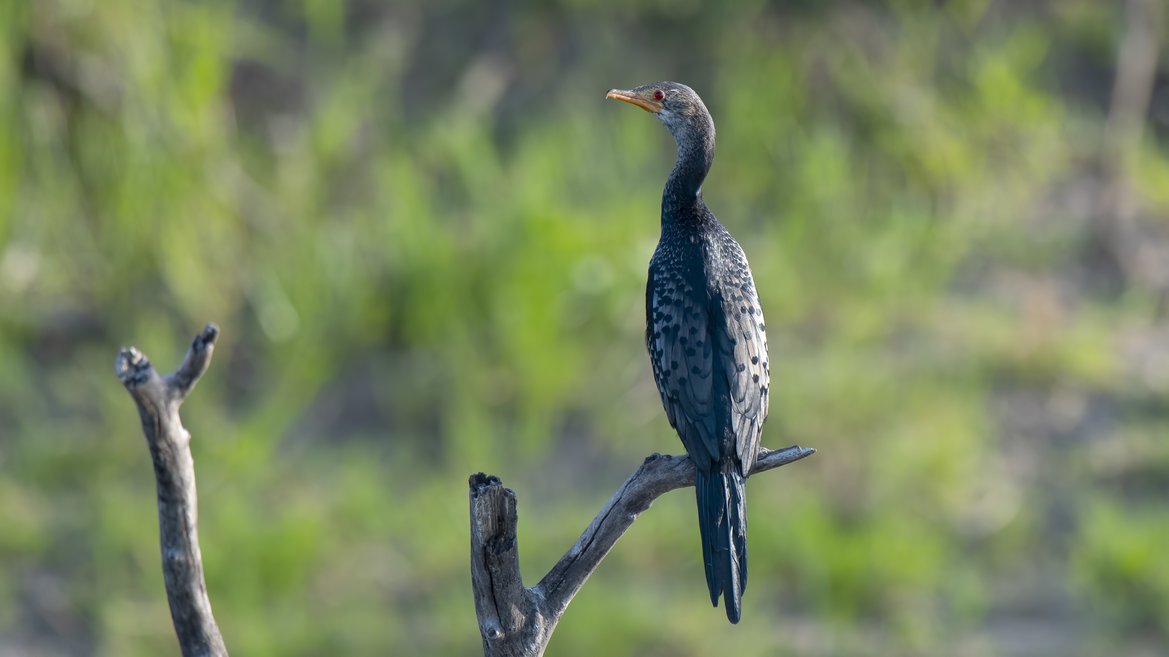 Abdim's Stork — Ana fotoğraf