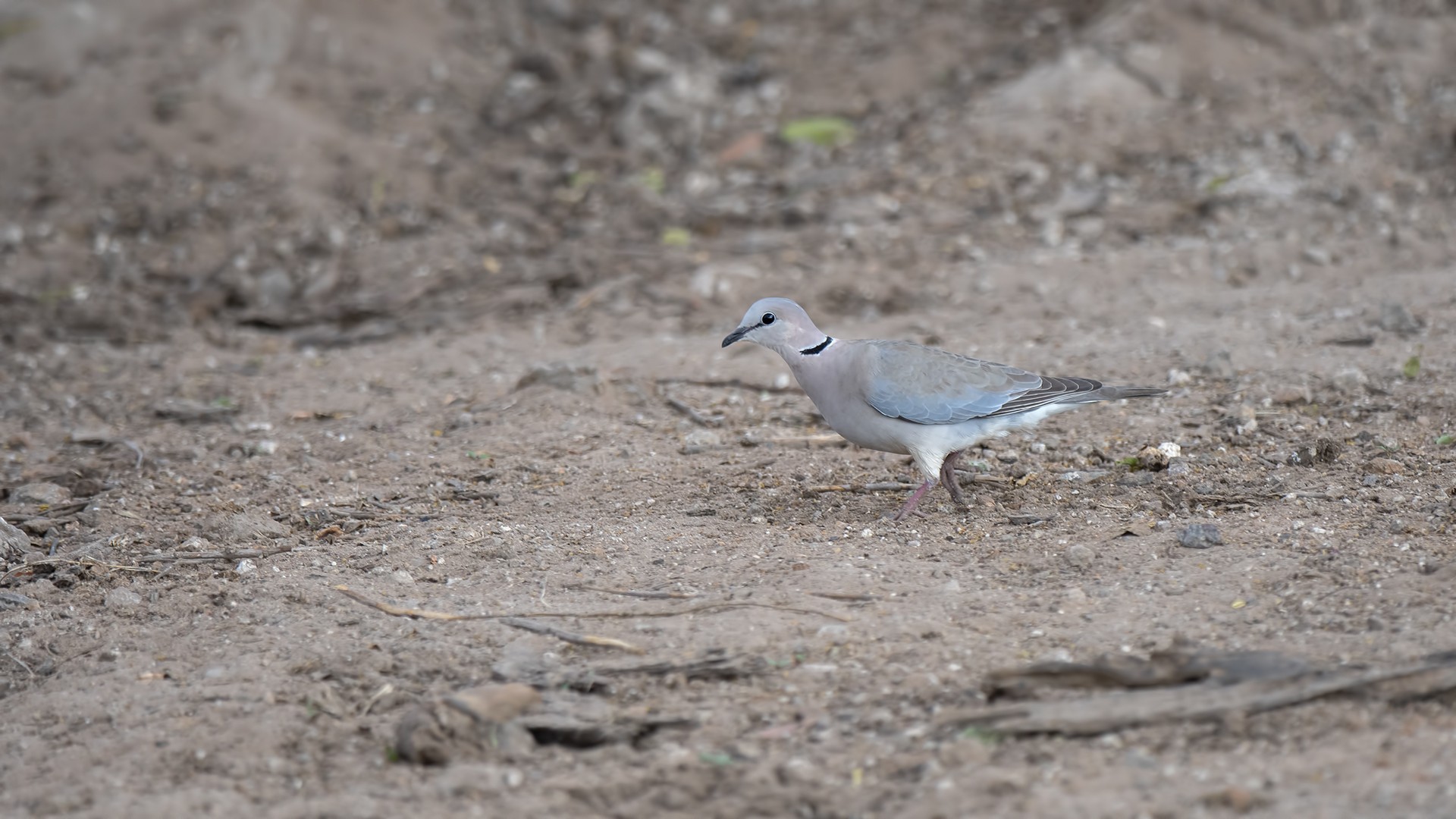 Ring-necked Dove — Ana fotoğraf