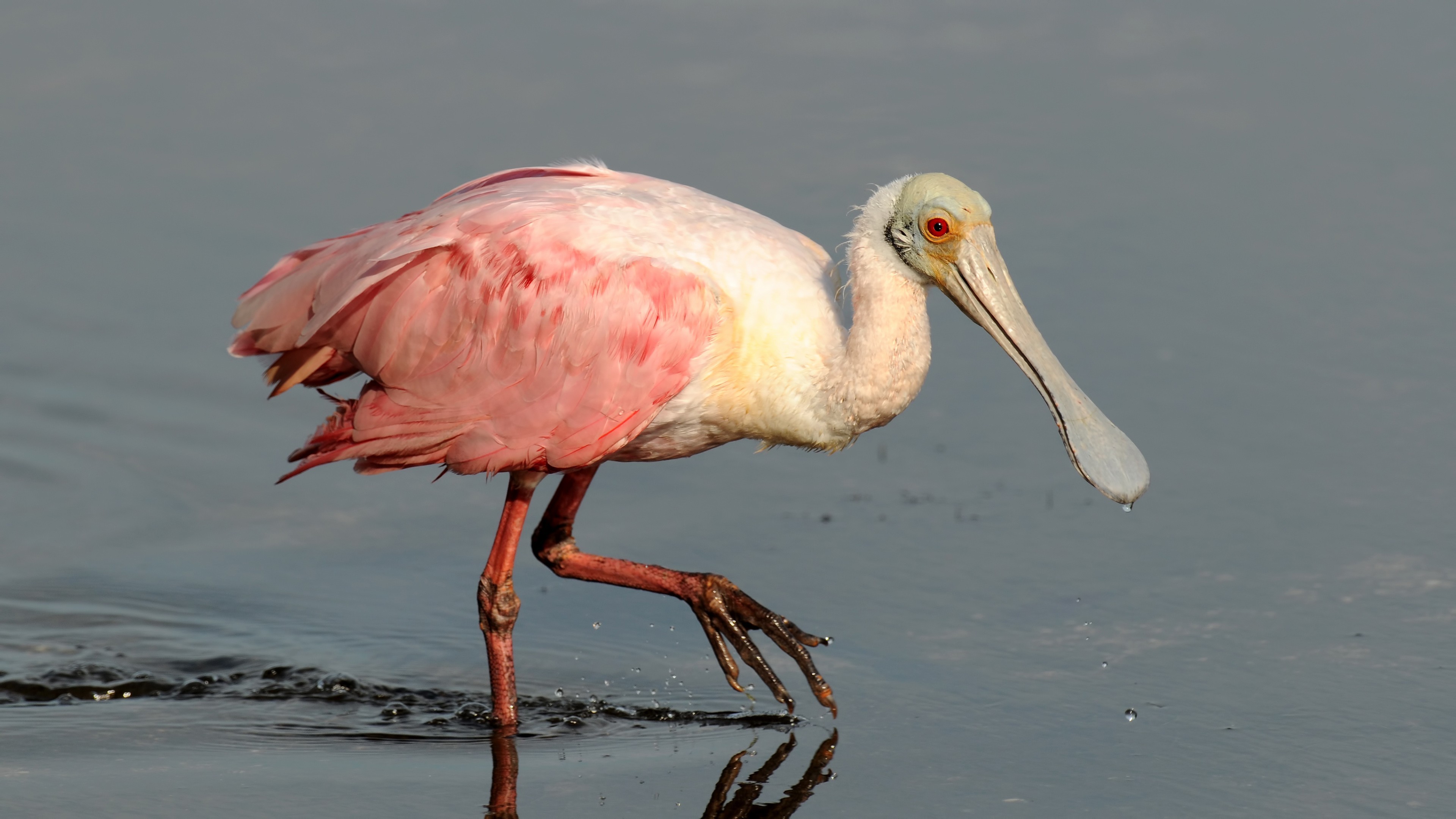 Roseate Spoonbill — Ana fotoğraf