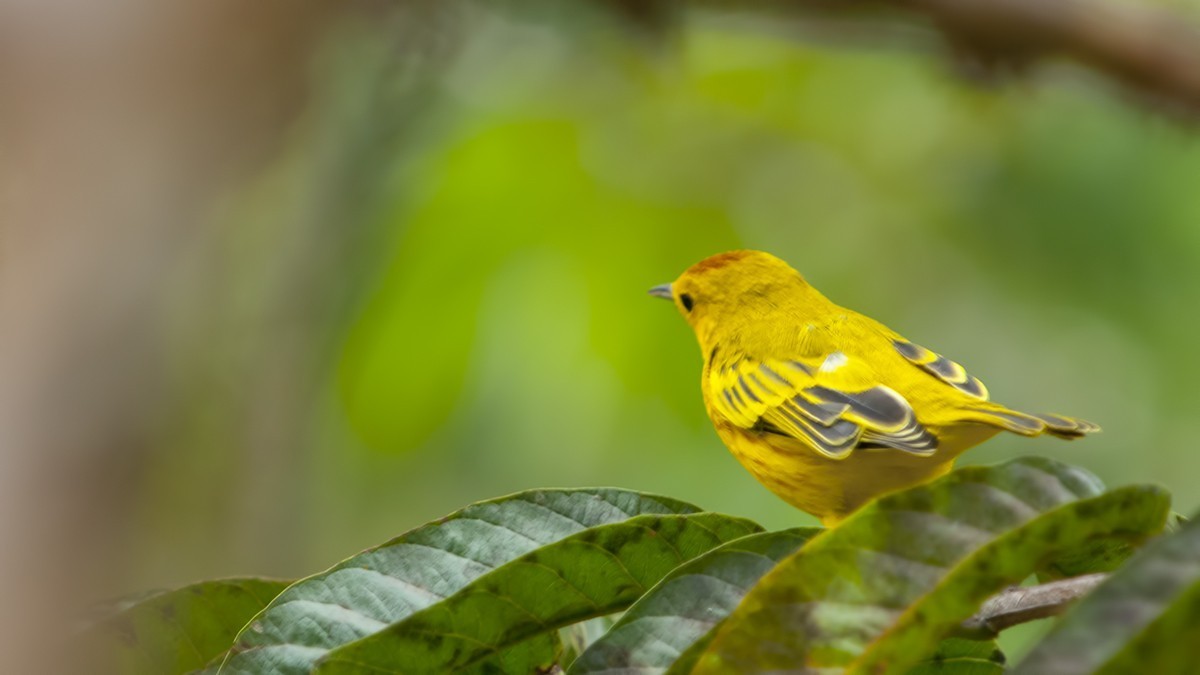 Saffron Finch