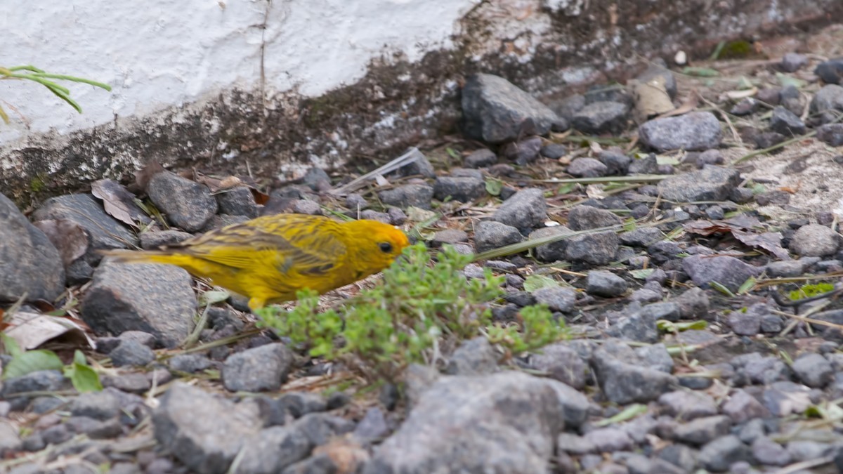 Saffron Finch
