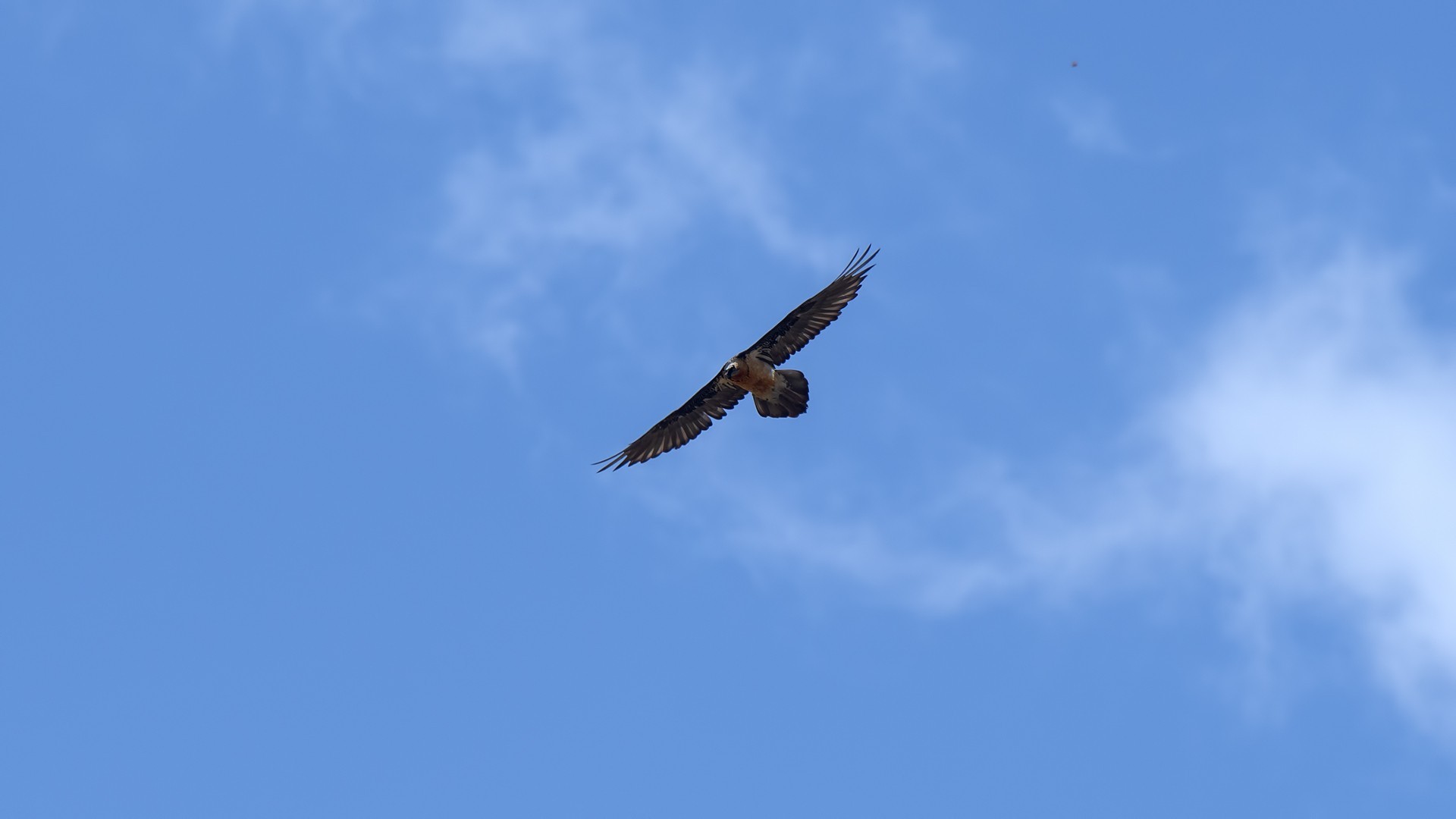 Bearded Vulture — Ana fotoğraf