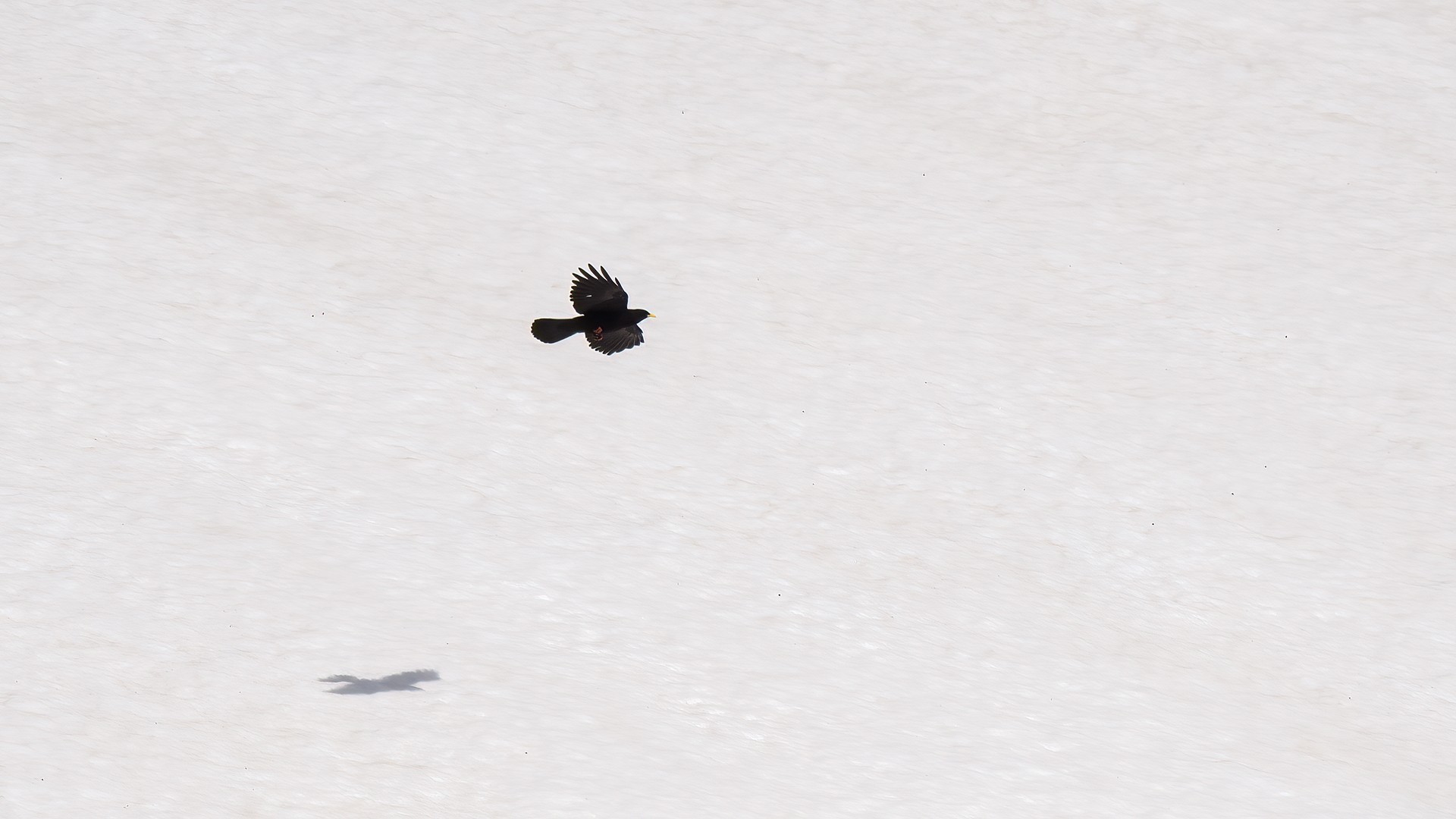 Yellow-billed Chough