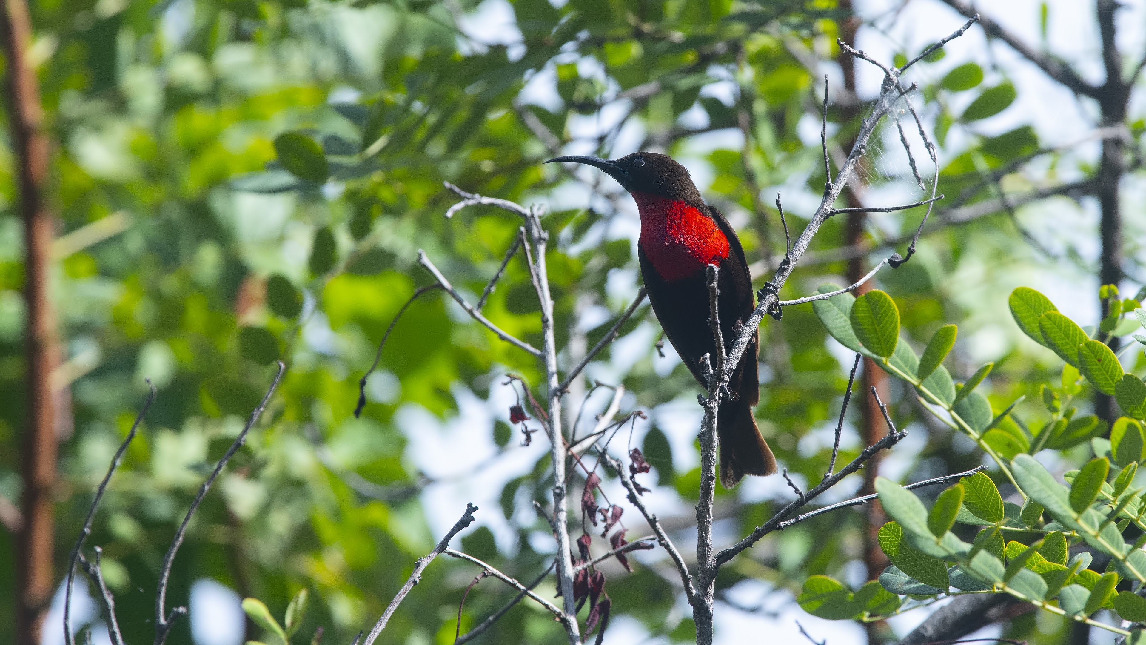 Scarlet-chested Sunbird
