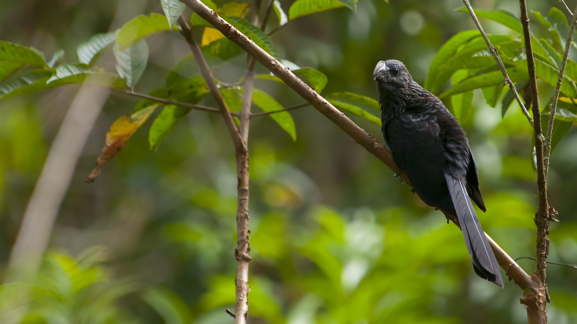 Smooth-billed Ani