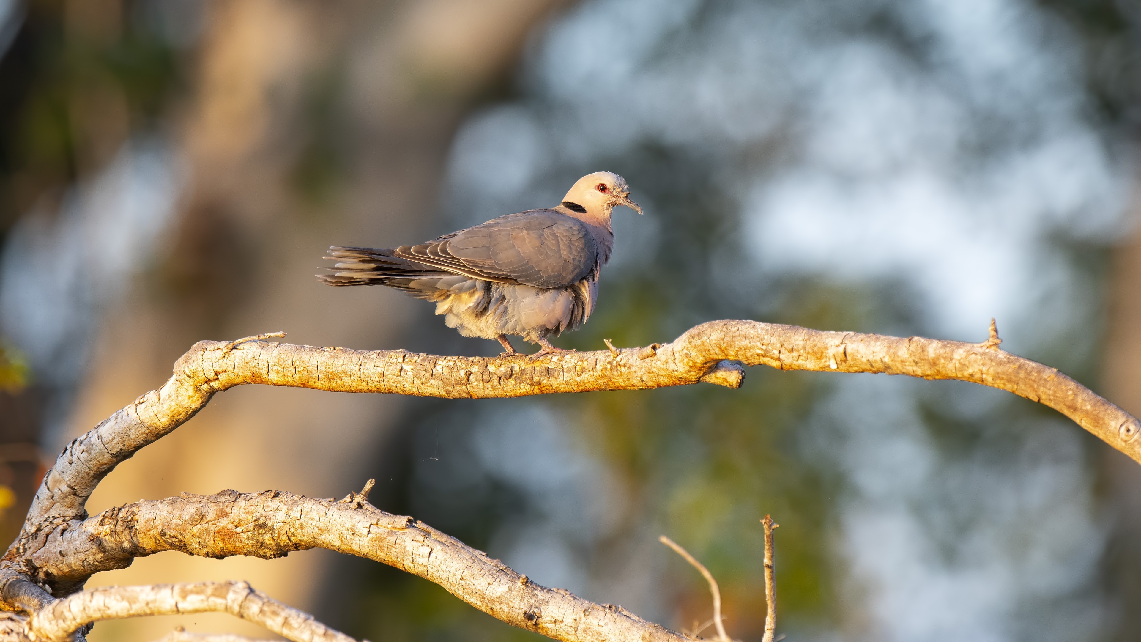Red-eyed Dove