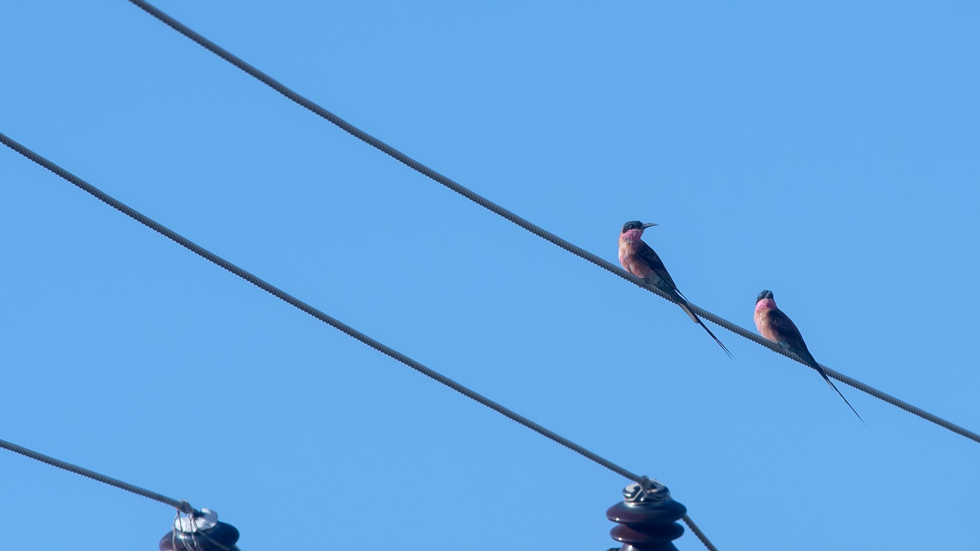 Southern Carmine Bee-eater — Ana fotoğraf