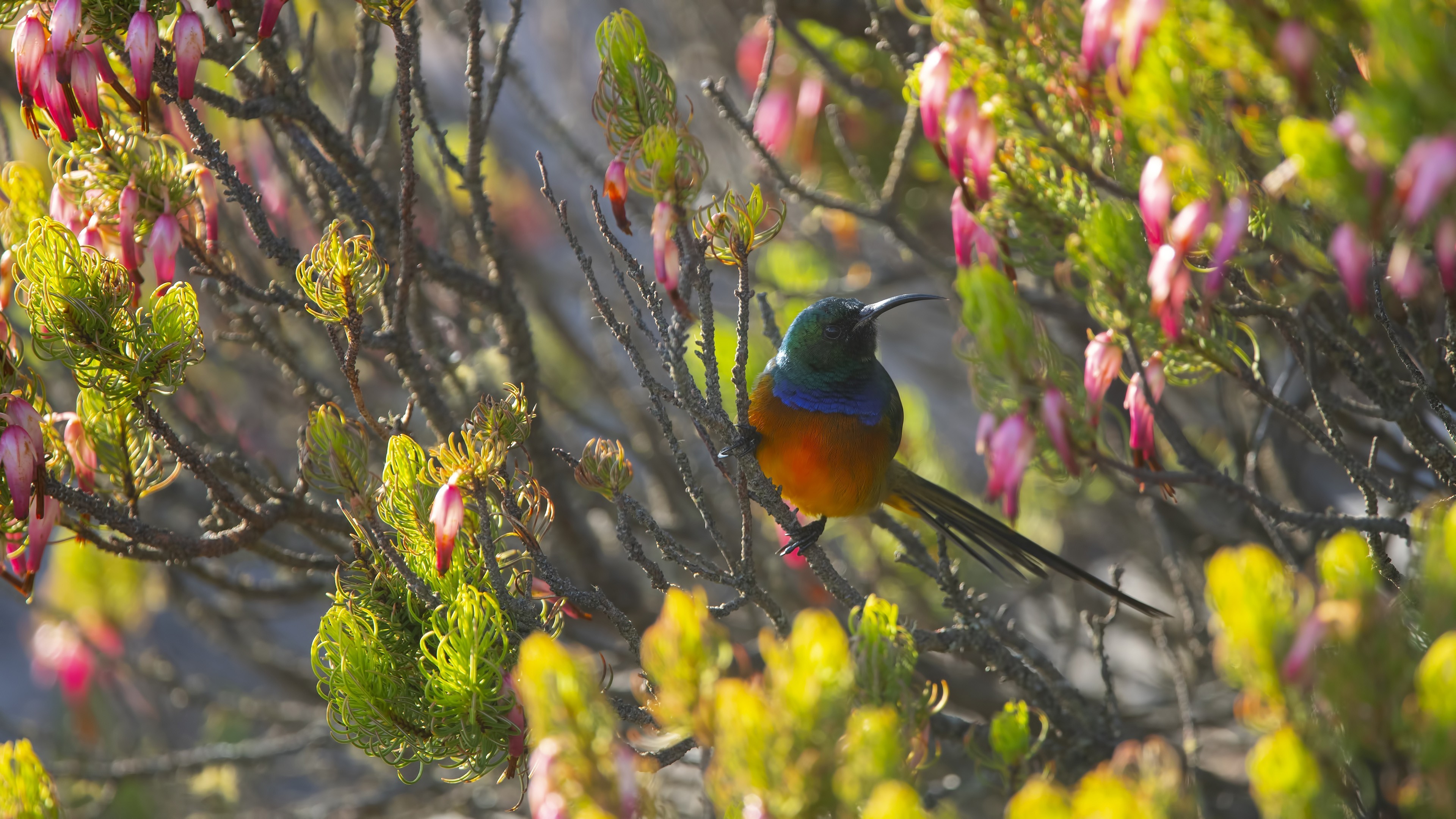 Southern Double-collared Sunbird — Ana fotoğraf