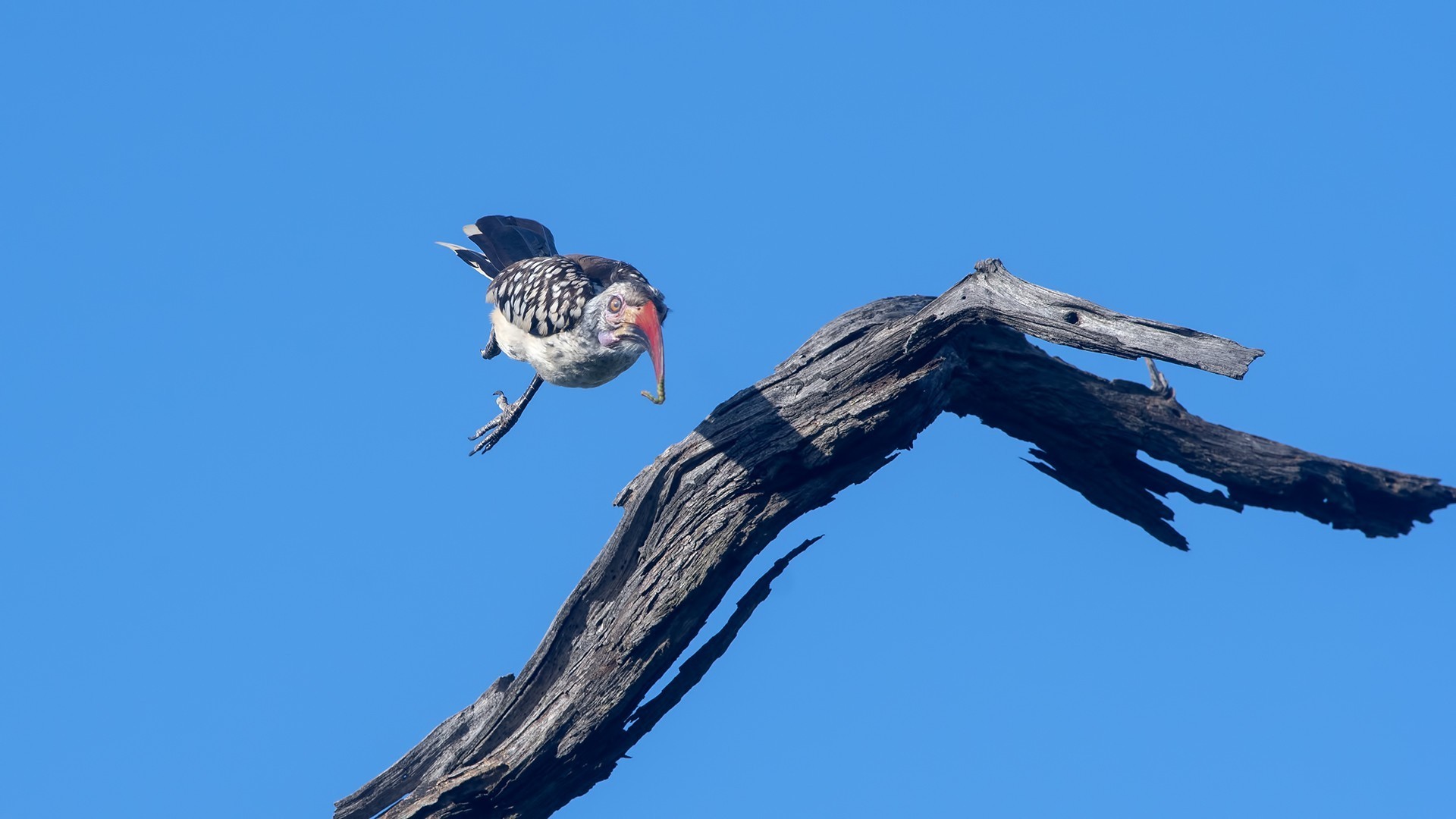 Red-billed Hornbill — Ana fotoğraf