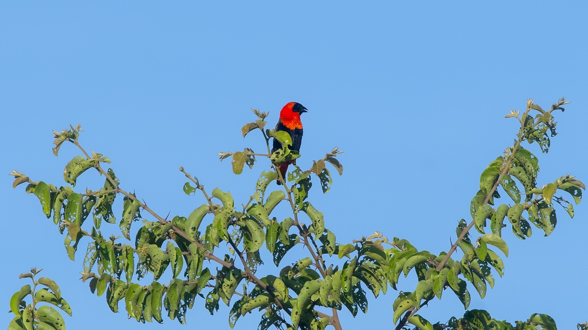 Southern Red Bishop