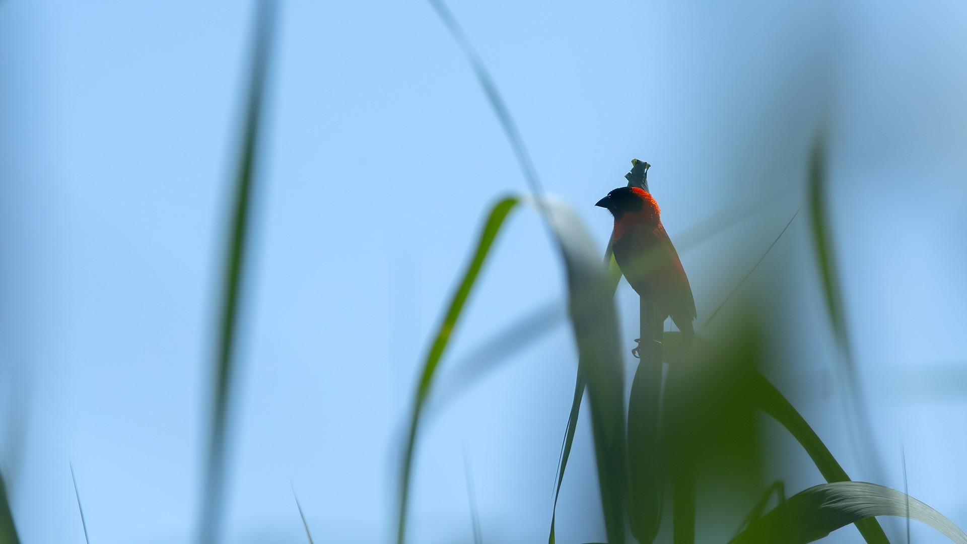 Southern Red Bishop
