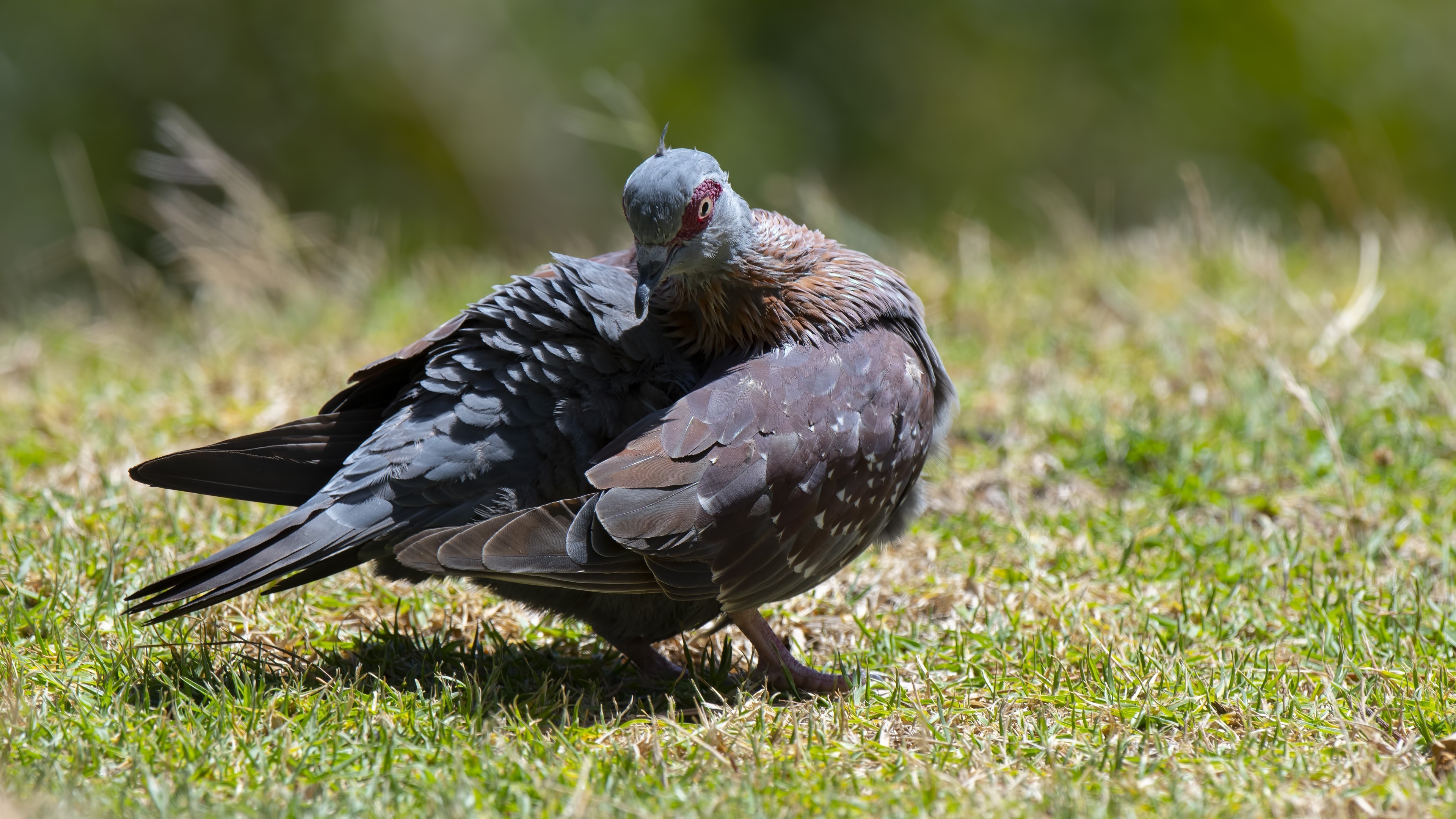 Speckled Pigeon — Ana fotoğraf