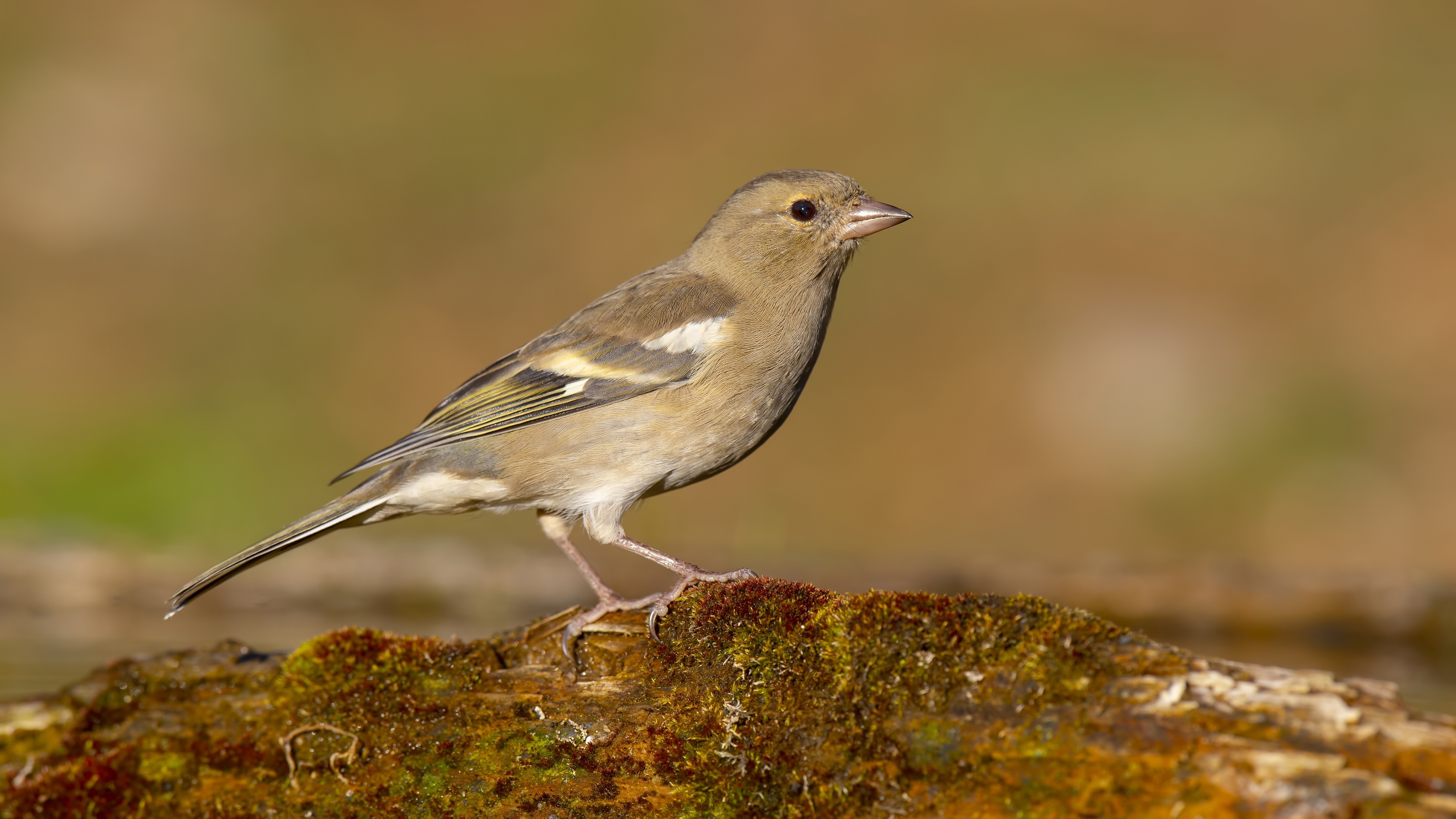 Common Chaffinch