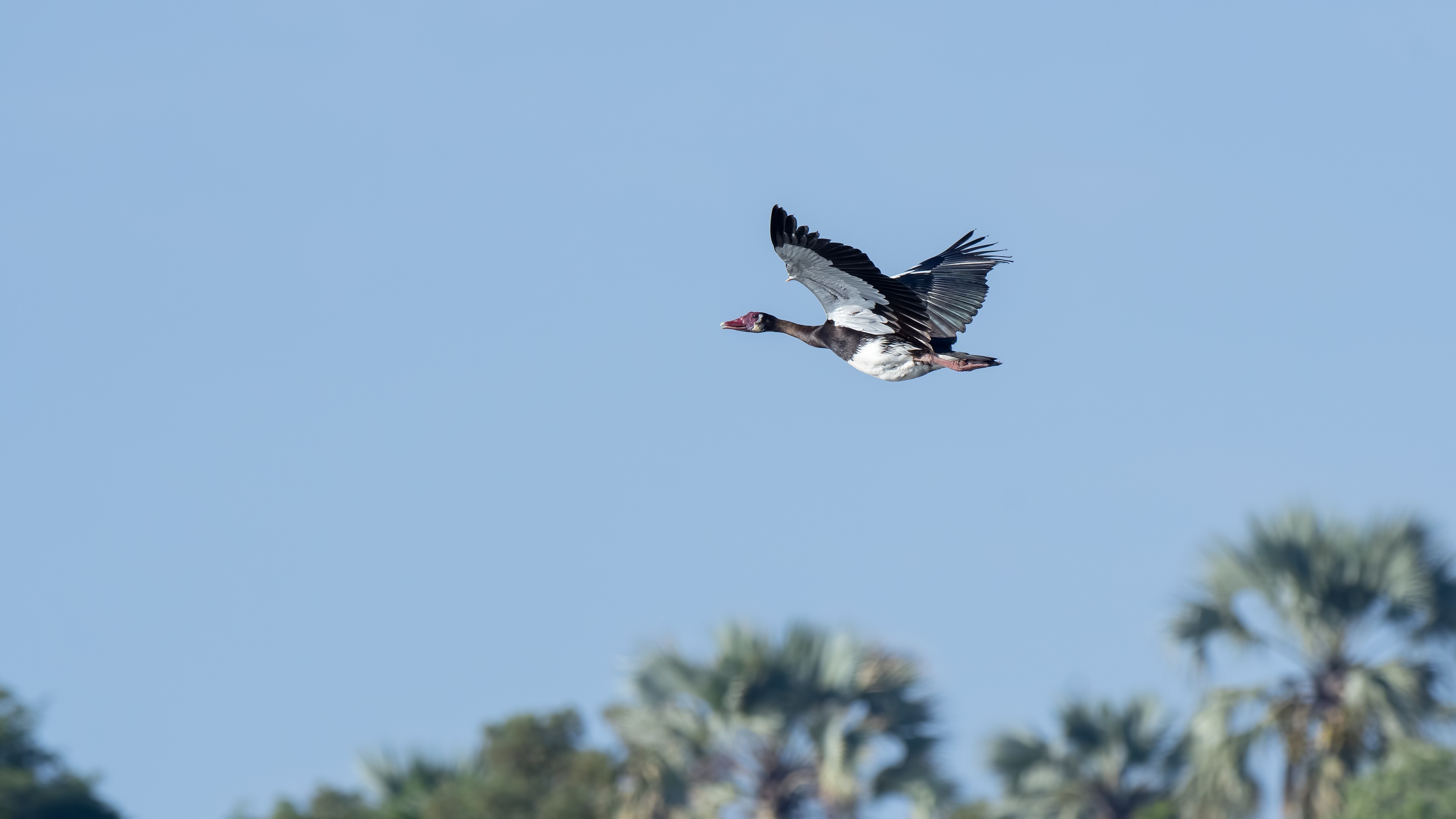 Spur-winged Goose — Ana fotoğraf