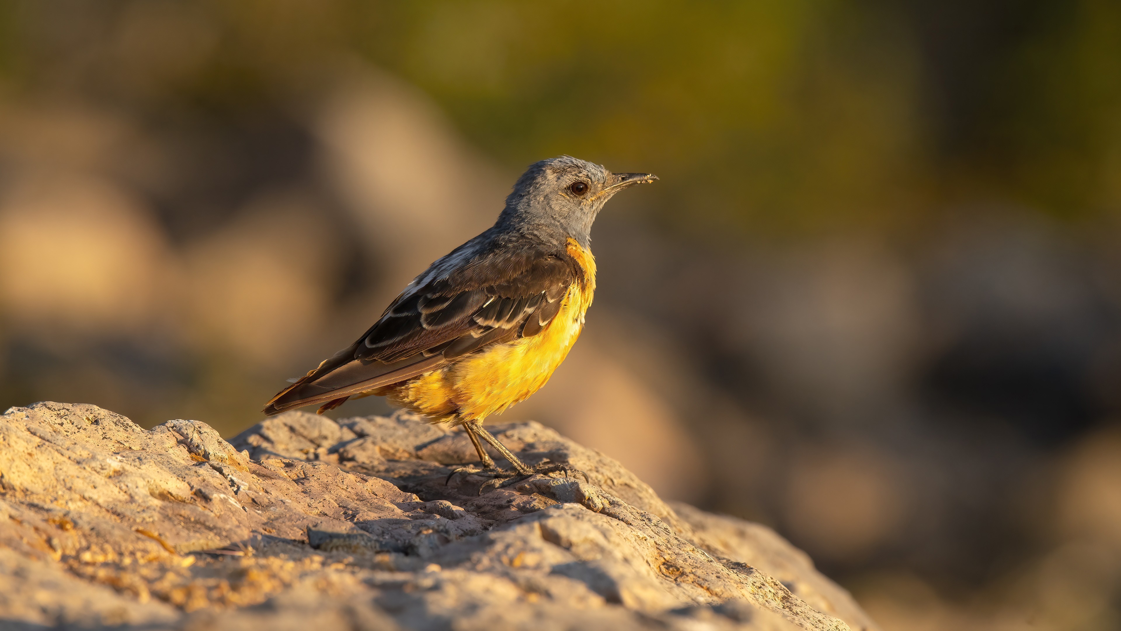 Rufous-tailed Rock-Thrush
