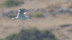 Audouin's Gull