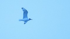 Pallas's Gull