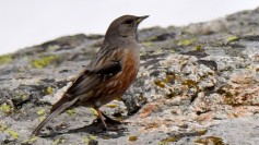 Alpine Accentor