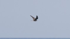 Eleonora's Falcon
