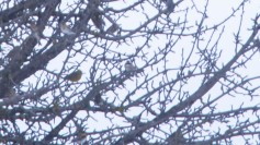 Pine Bunting