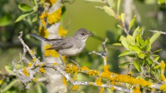 Subalpine Warbler