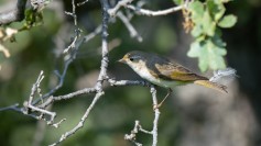 Eastern Bonelli's Warbler