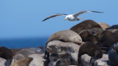 Kelp Gull