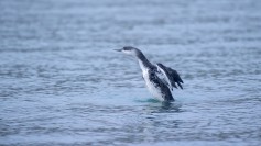 Red-throated Loon