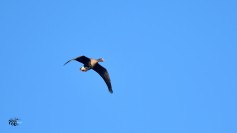 Lesser White-fronted Goose