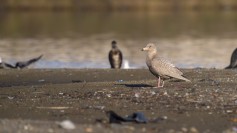 Glaucous Gull