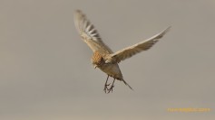 Lesser Short-toed Lark
